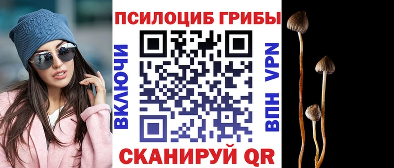 Купить закладки  Цимлянск  Псилоцибиновые грибы Cubensis 